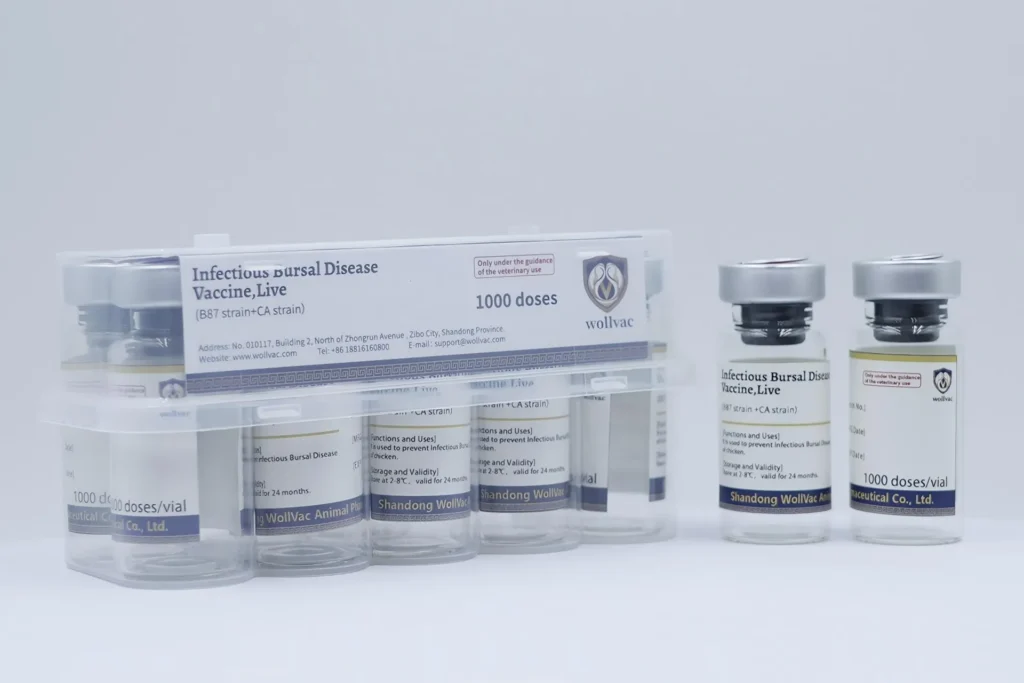 Infectious Bronchitis Disease Vaccine,Live(B87 Strain+CA Strain)