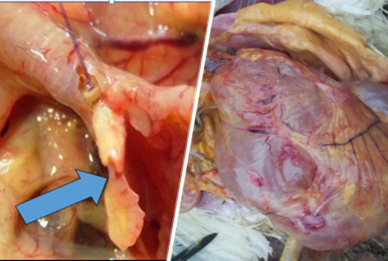 IBV may affect respiratory performance, kidney health and reproductive productivity in chickens.