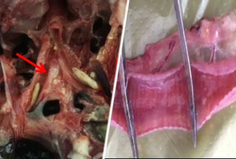 bronchial obstruction- bronchial hemorrhage -pulmonary congestion and reduced hatchability