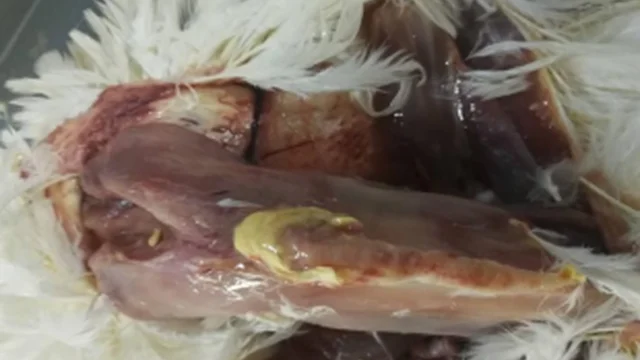 Joint inflammation Keel swelling