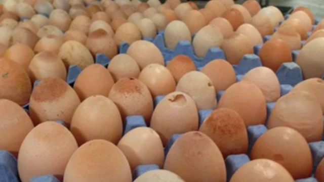 Reproductive tract inflammation associated with reduced egg production, abnormal eggshell
