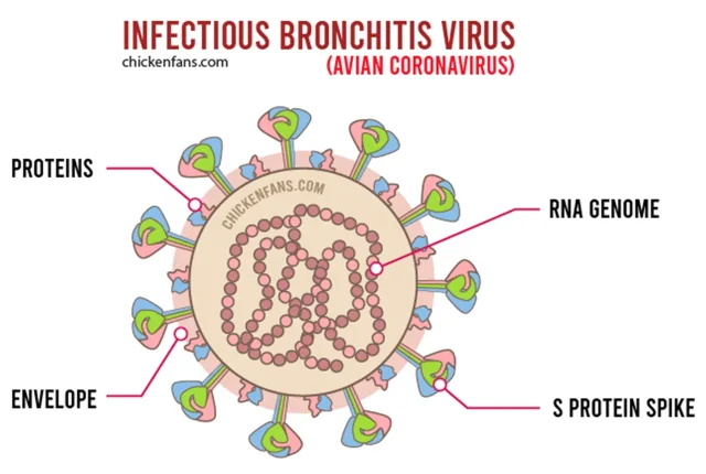 What Is Infectious Bronchitis in Chickens