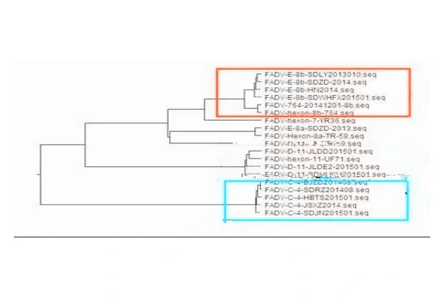 Why Fowl Adenovirus Serotype Matching Matters