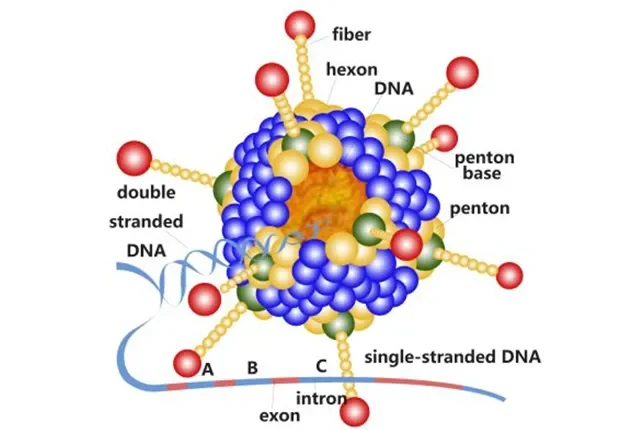 Why Fowl Adenovirus Vaccine Strain Strategy Matters