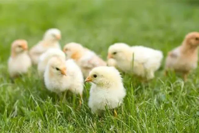 Why Newcastle Disease Vaccine Strain Strategy Matters