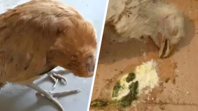 neurological signs and green feces may indicate severe Newcastle Disease pressure